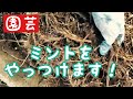 ミントを植えてはいけないは本当だった【アラフィフ園芸】