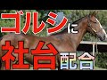 【5年ぶり】種牡馬ゴールドシップに新展開！これは期待できそう。