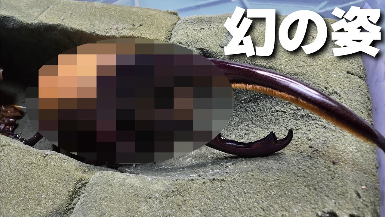 The rarely seen Hercules beetle has hatched to a size unimaginable