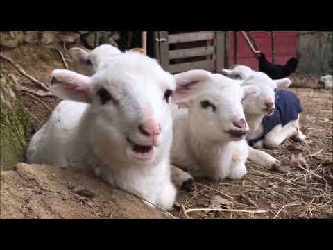 Azerbaycan Quzum Uşaq Mahnisi - Azerbaijan Lambs Song for Kids