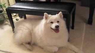happy birthday samoyed