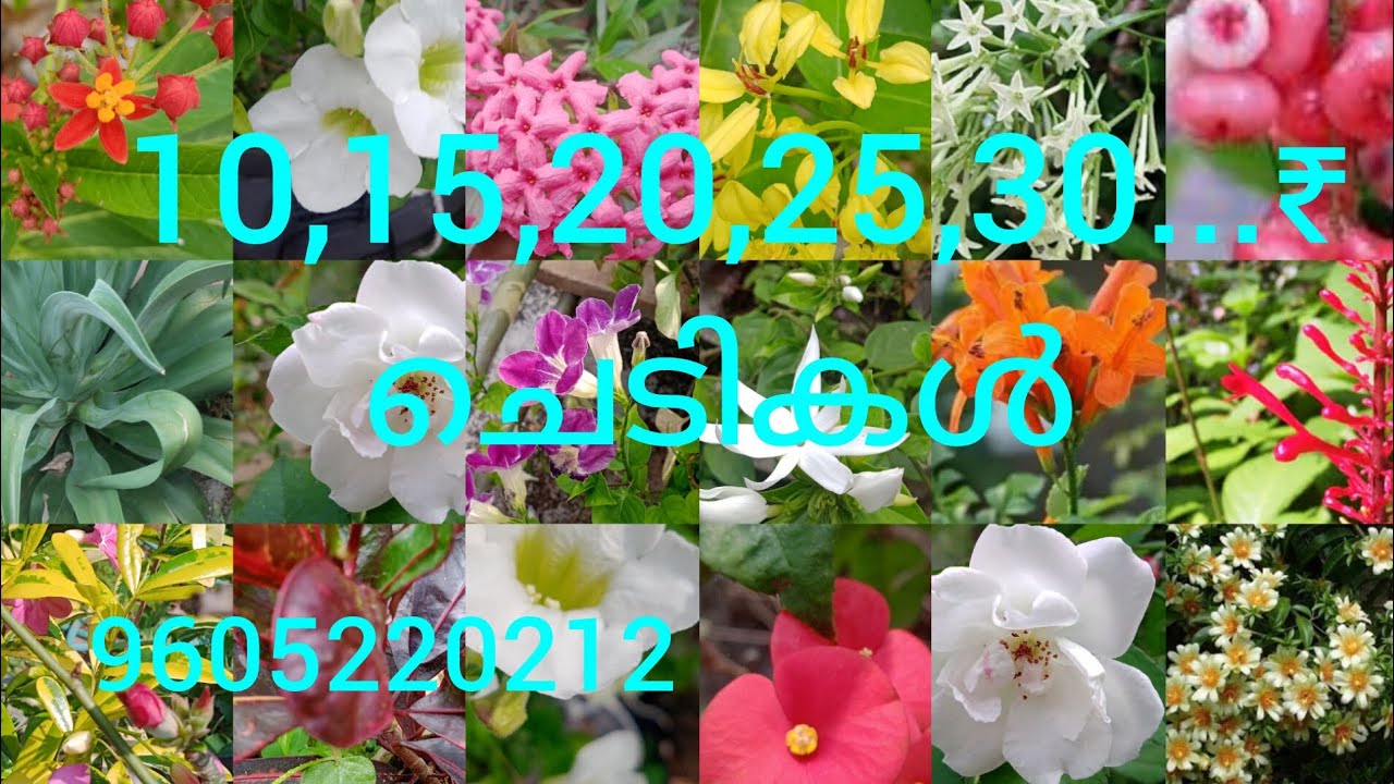 10,15,20,25,30...₹ ചെടികൾ 🥰 | 9605220212 🥰 | plants 10,15,20,25,30...₹ |