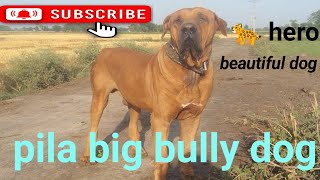 #doglover #Pakistani dog#americanbully #pitbull #Indian dog#animal video#best#dogowner #kkh TV#bully