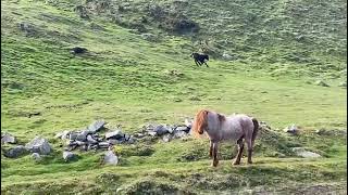 Carneddau Foal #Nature #Youtubeshorts