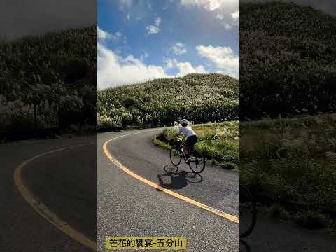 芒花的饗宴-五分山