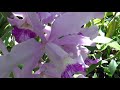 Cattleya orchid (laelia) Purpurata &#39;Pedreira&#39; x (c. Lulu x c. Intermedia)