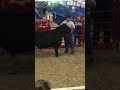 Shining in the show ring