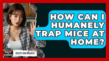 How Can I Humanely Trap Mice At Home? - Insects and Invaders