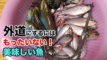 外道魚料理 Youtube 外道魚料理 Youtube