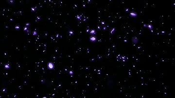 Hiệu Ứng [ Hoa Đào màu tím rơi 5phút cực đẹp]