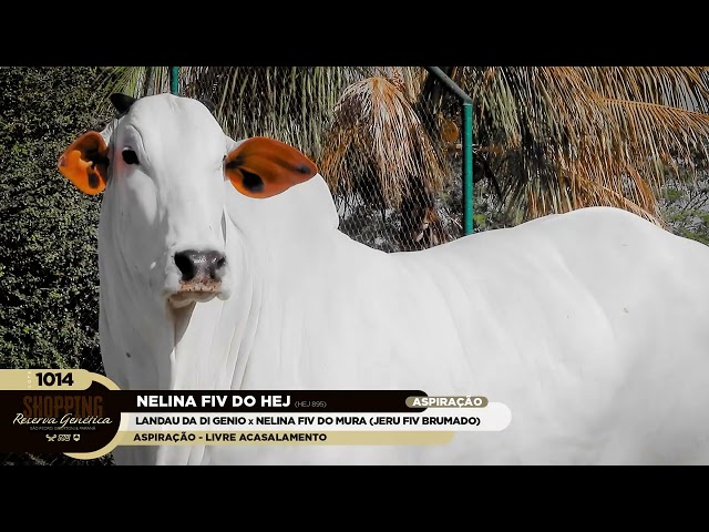 LOTE 1014   NELINA FIV DO HEJ   HEJ 895 zap