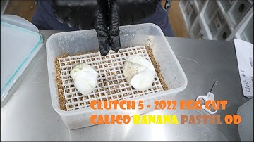 Clutch 5 - 2022 Egg Cut - Calico ( F&F Line) Banana Pastel OD
