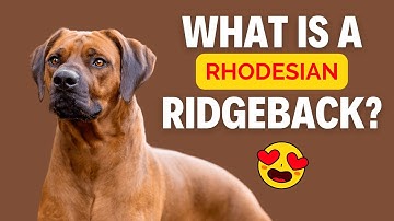 What is a Rhodesian Ridgeback?