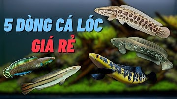 Top 5 những dòng cá lóc cảnh giá thành hợp lý dễ tiếp cận với anh em cá thủ