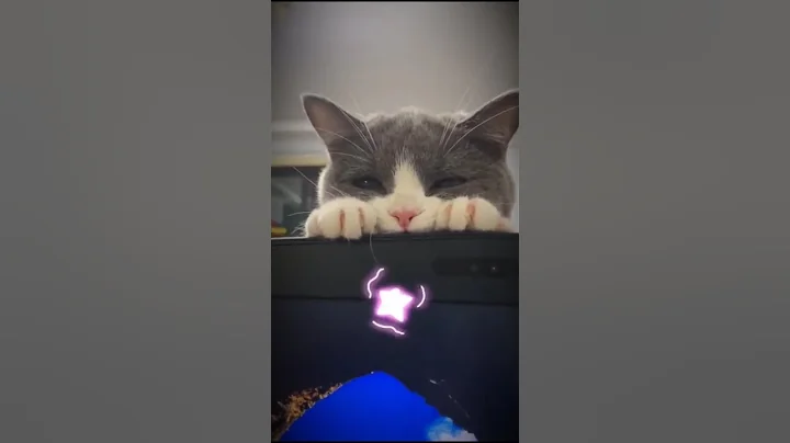 Video 11745901: cats kittens meowing compilation, cat meowing compilation funny, cats meow cute compilation, kitten meow catmeow