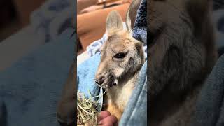 Kangaroo Joey Harrison