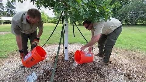 How to Water Your Tree | Ask the Arborist