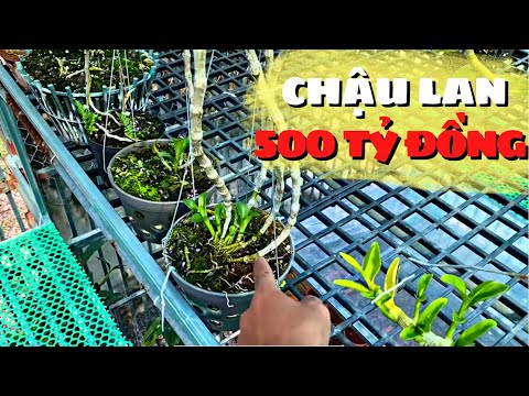 #124 Vào vườn lan hàng trục triệu đô , 1 chậu hoa lan 500 Tỷ đồng của Đại Gia KonTum | Foci