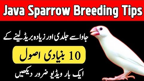 Java Sparrow Breeding Tips | How To Get Maximum Breed From Java Sparrow | Java Finch | Mini Zoo