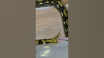 ASMR Yawn tiger reticulated python