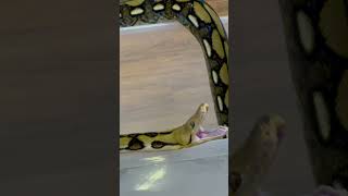 ASMR Yawn tiger reticulated python
