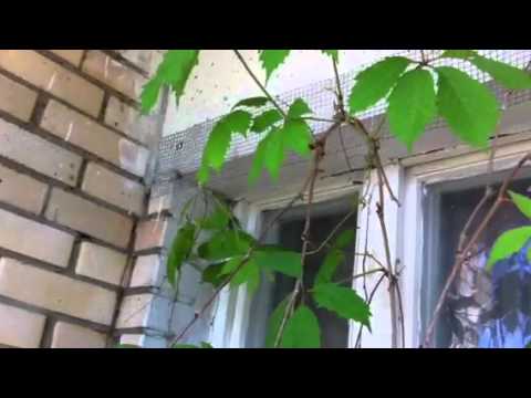 Балкон и виноград