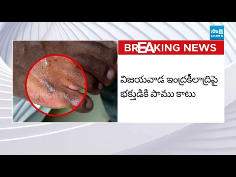 ఇంద్రకీలాద్రిపై భక్తుడికి పాము కాటు | Snake Bites Devotee at Vijayawada Durga Temple @SakshiTV - SAKSHITV