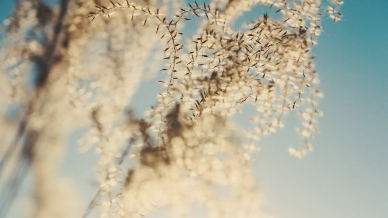 Silver grass | Fujifilm X-H2S 6.2K Open gate 422 LongGOP 50Mbps | XF16-55mm f2.8
