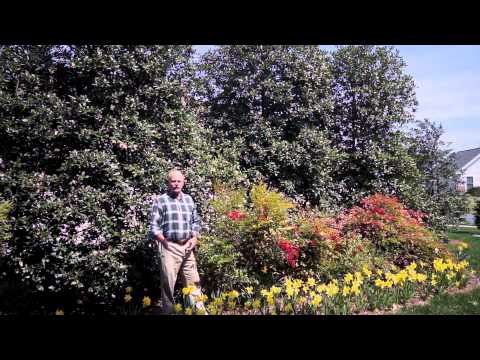 Vídeo: Nellie Stevens Holly Plant - Como cultivar Nellie Stevens Holly na paisagem