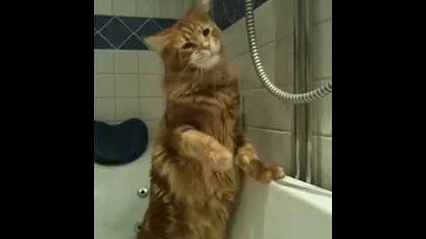 Watch the video about Maine Coon Castro playing with water.MOV