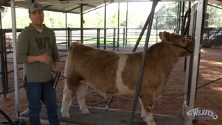 How to Comb Your Calf the Right Way