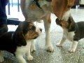 Dog mom ends beagle puppies fight