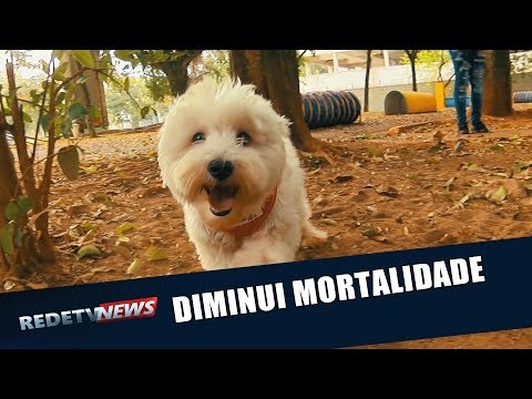 Vídeo: Os Donos De Cães Têm Um Risco Reduzido De Morte, Conclui Estudo