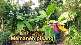 Pisang Hongkong pendek pendek tidak bisa panjang