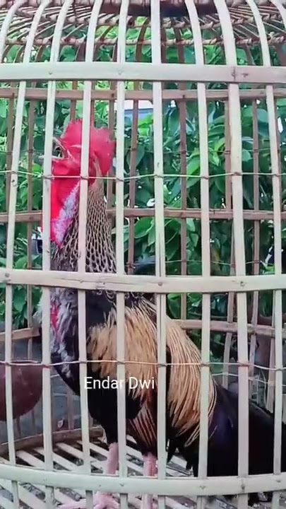 DARI JOGJA!!! AYAM BEKISAR BERBUNYI
