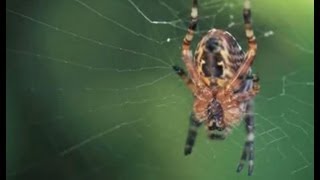 Spiders in the forest