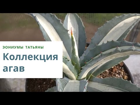 Моя коллекция агав. Сорта и виды.