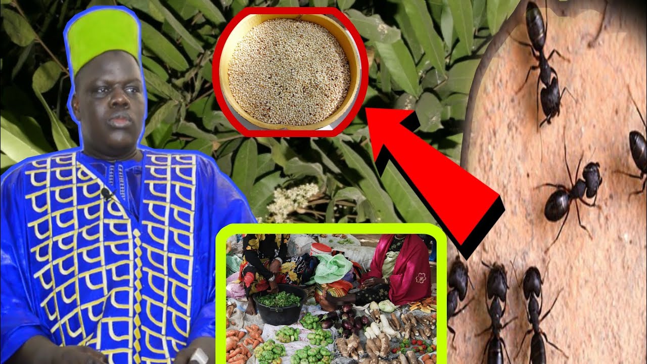 wakh xamxam bayré Ndiaye Dindi ligueye manam ndiarignou khorondong.......