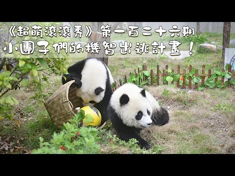 《超萌滾滾秀》第一百二十六期：小團子們的機智出逃計畫！| iPanda熊貓頻道