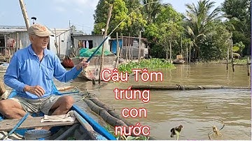 Câu Tôm Trúng Con Nước vừa mới chảy ròng _ tuấn ròm miền tây