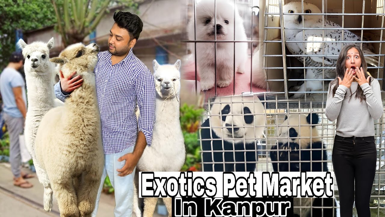 Exotic Pet Market In Kanpur 😍 Aaj Humne Unique Pet Dekha || ऐसे जानवर कभी नहीं देखे || Pet Vlog