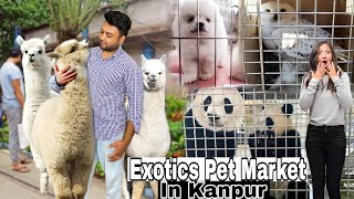 Exotic Pet Market In Kanpur  Aaj Humne Unique Pet Dekha || ऐसे जानवर कभी नहीं देखे || Pet Vlog