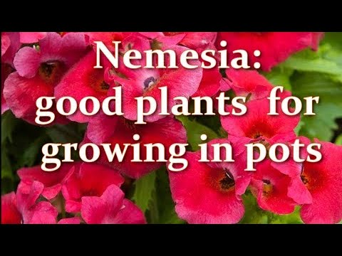 Vidéo: Nemesia peut-il pousser en pot ?