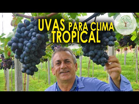 Vídeo: Características Das Variedades De Uva Para Estufas Não Aquecidas