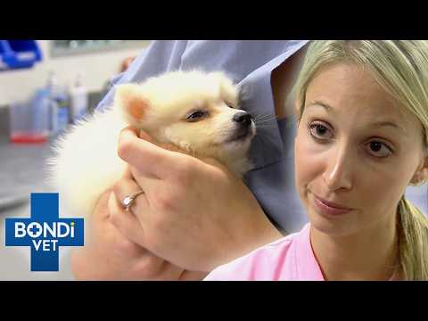 Sick Puppy Needs Urgent Transfusion To Stop His Body Shutting Down | Bondi Vet Season 2 E13 - 15