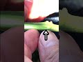みかんの接木〜穂木作る編〜