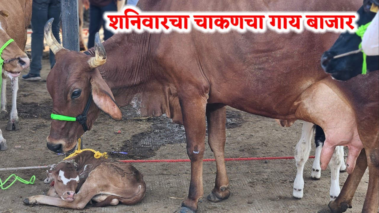 शनिवारचा चाकणचा गाय बाजार,,दि-‌21/02/2026…Chakan cow Bajar..चाकणचा गाय बाजार...#Chakan