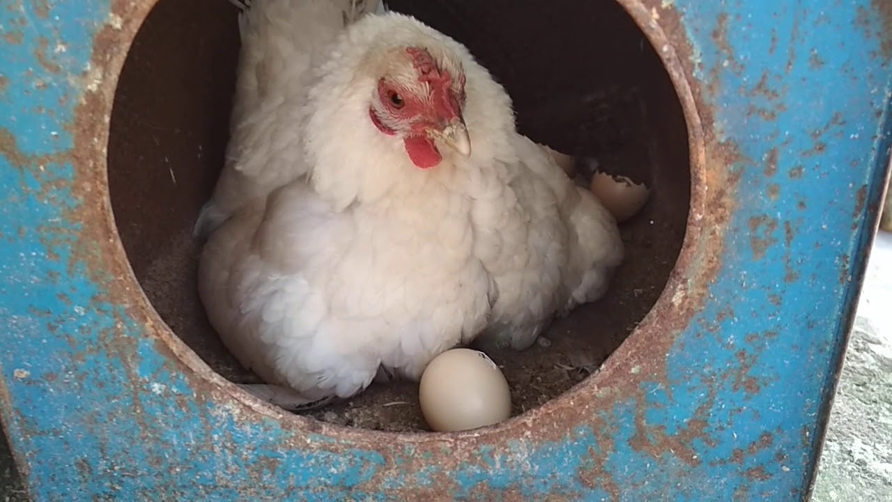 Telur Ayam  Kate Menetas  YouTube