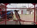 Cendet Gacor Isian Lovebird Ngekek Mantap Untuk Masteran Cendet Trotol Mp3 - Mp4 Download