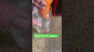 Beautiful pothos#trending #viralvideo #subscribers2026 #everyone